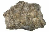 Eucrite Meteorite ( g) End-Cut - NWA #266171-1